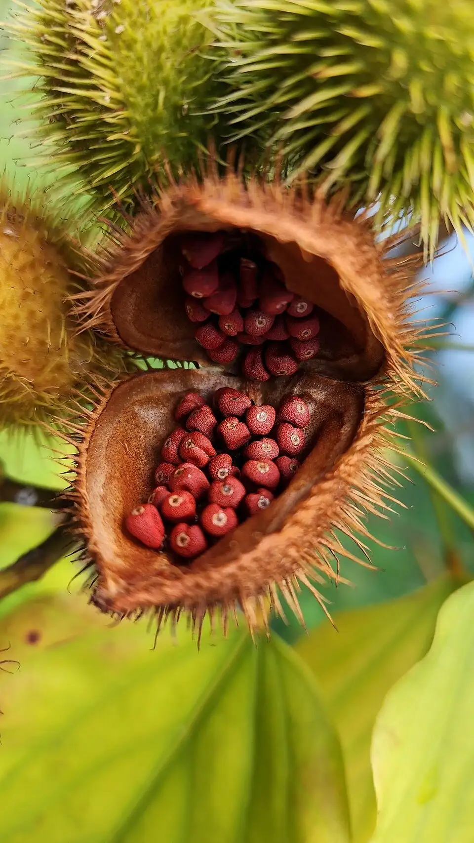 Achiote, foto de referencia de la especie
