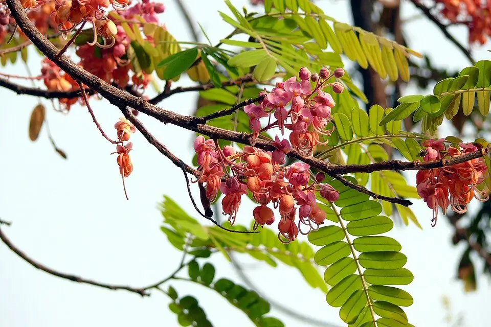 Caña fístula, foto de referencia de la especie