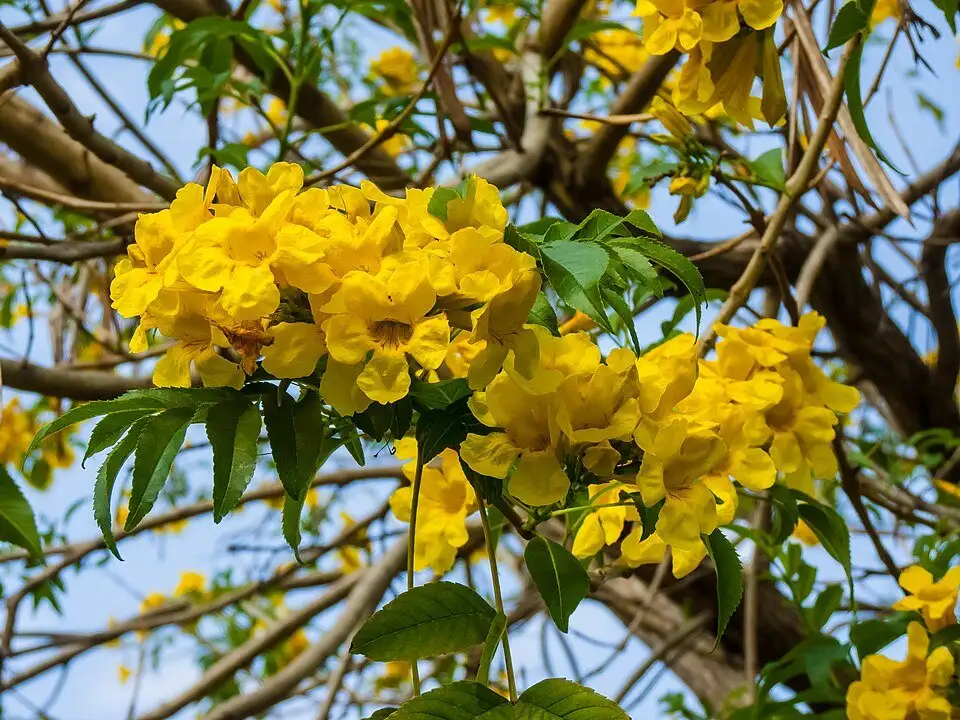 Flor amarillo, foto de referencia de la especie