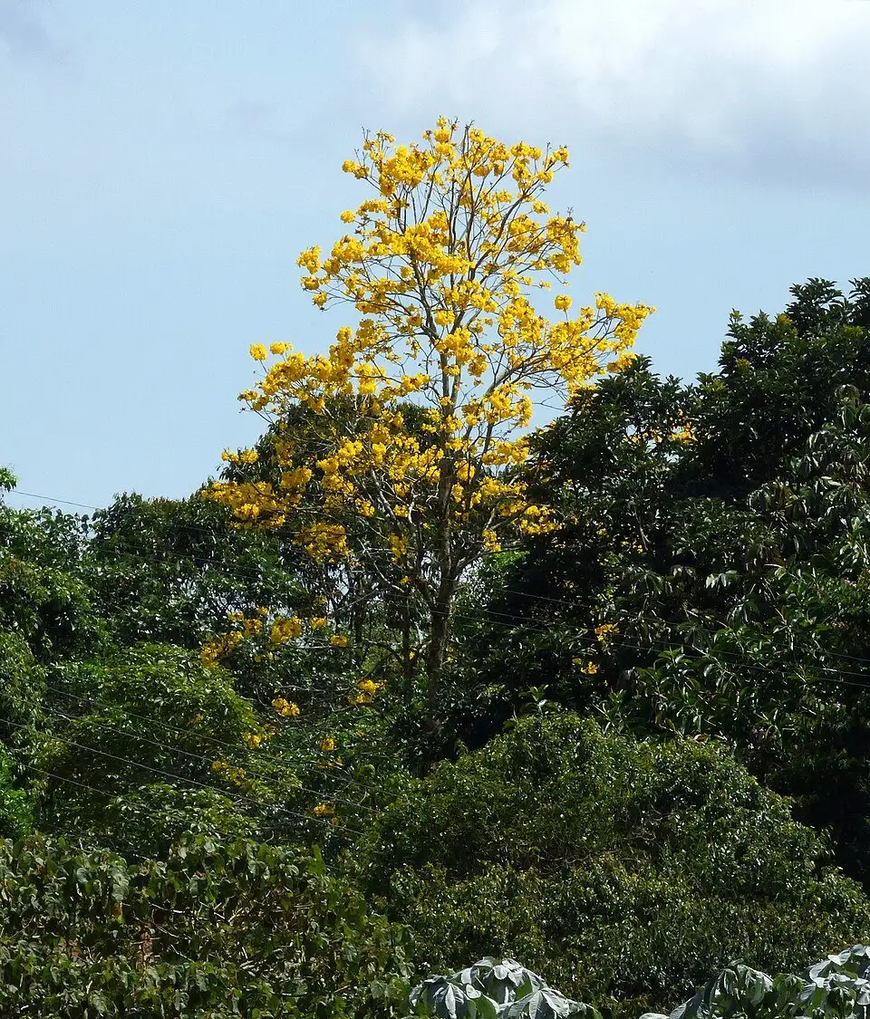 Guayacán, foto de referencia de la especie