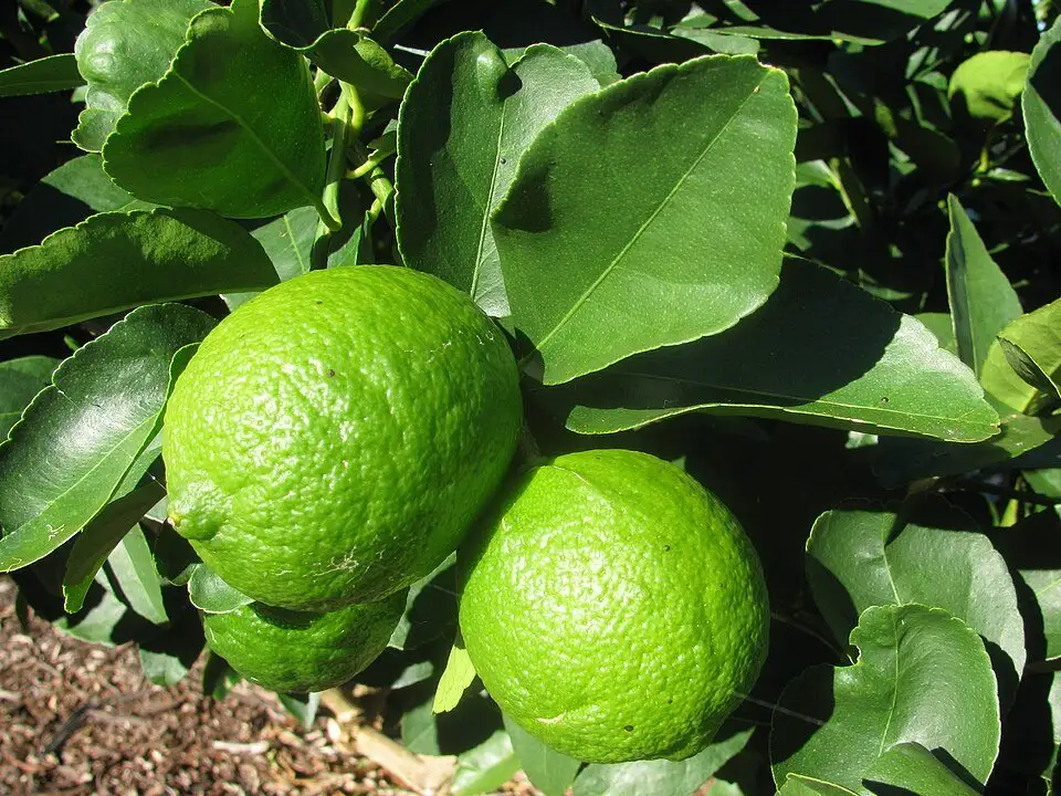 Limón, foto de referencia de la especie