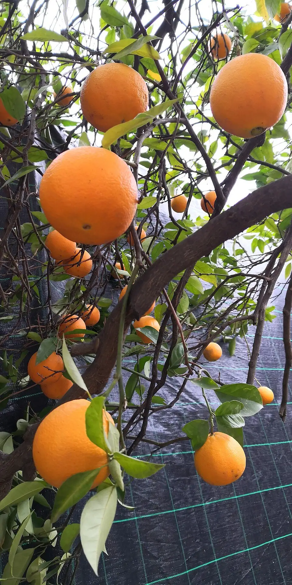 Naranja, foto de referencia de la especie