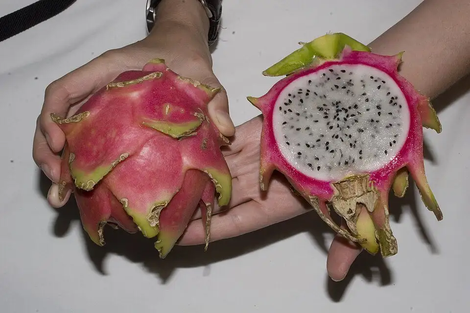 Pitaya roja, foto de referencia de la especie