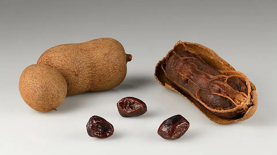 Tamarindo, foto de referencia de la especie
